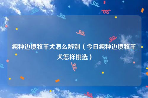 纯种边境牧羊犬怎么辨别（今日纯种边境牧羊犬怎样挑选）